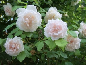 MADAME ALFRED CARRIERE (climber)
